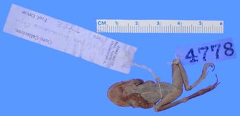 Media type: image; Herpetology A-4778